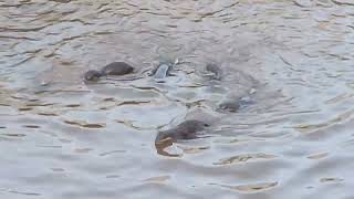 新加坡野生水獭 City In Nature_ The 2A1J6pups Smooth-coated Otters_ 08 Feb 2025_ Singapore_ 7.40am