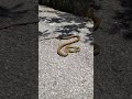 日向ぼっこで蕩ける蛇。a snake basking in the sun.