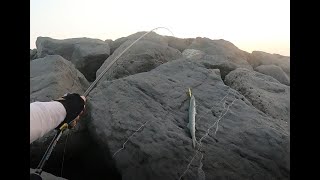 BARRACUDA FISH | SHARJAH FISHING | UAE | JUPITER'S ADVENTURE