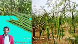 මුරුංග අක්කර 02 සඳහා බිමිි සැකසීම|Moringa growing planting|How to prepare a land for Moringa project