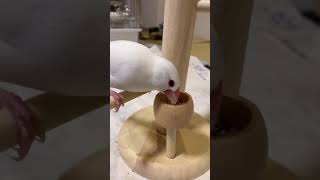 【白文鳥】お食事中　ココア【Java sparrow】