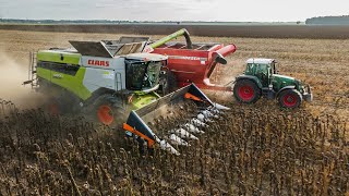 Zbiór słonecznika 2023 w Top Farms Wielkopolska | UR Ratajak 2x Claas Lexion Fendt