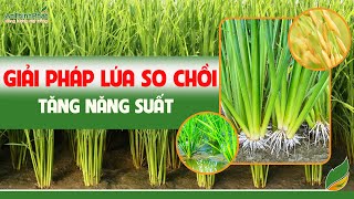 GIẢI PHÁP GIÚP LÚA SO CHỒI - TĂNG NĂNG SUẤT | An Thịnh Phát