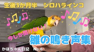 【シロハラインコ】雛のかわいい鳴き声集！鳴き声でインコの感情がわかるかも！？