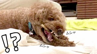 これでいいの？犬用ガムの食べかたがずる賢いけど…かわいいｗ【トイプードル】