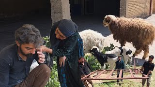 Grandma's Joy: The End of Lost Sheep