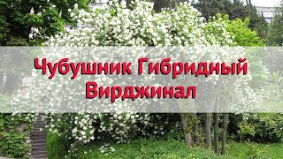 Чубушник (жасмин садовый) гибридный Вирджинал 🌿 Посадка. крупномеры чубушника (жасмина садового)