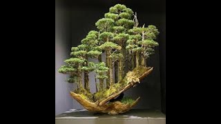 BONSAI TREE