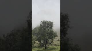 Foggy Forest in the Pyrenees | Beautiful Nature and Sunshine