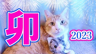 お正月の猫 2023 / New Year's cat 2023