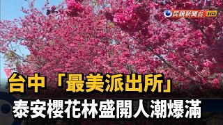 台中「最美派出所」　泰安櫻花林盛開人潮爆滿－民視新聞