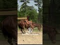 What happens if a rope horse gets tangled up in the rope?