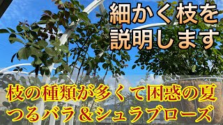 枝の種類が多すぎて困惑の夏【つるバラ】細かく枝を説明🌹初心者様向け😊