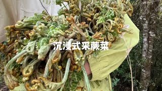 云南深山狂采两百斤蕨菜#沉浸式 #又到了吃野菜的季节了 #大自然的馈赠 #蕨菜