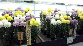 ２０１０年１１月６日国華園の菊ー4