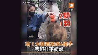 萌！水豚君頭頂4橘子 秀絕佳平衡感｜動物｜搞笑