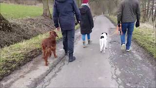 Leinenführigkeit Leinenaggression Antijagdtraining I Australian Shepherd I Aussie