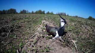 Чибис (Vanellus vanellus) на гнезде