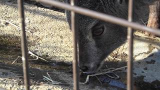 2014.1.3 多摩動物公園 ヒマラヤタール　Himalayan Tahr