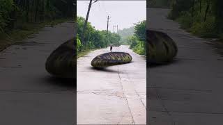 anaconda snake e3🐍 #snake #shorts #python #snakes #nagin #anaconda #bigsnake