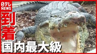 重さ８００kg 全長５ｍ超え…国内最大級の“ワニ”が名物園長のもとへ　静岡・河津町（2021年6月17日放送「news every.」より）