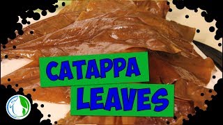 CATAPPA LEAVES FOR AQUARIUM SHRIMP AND GUPPIES