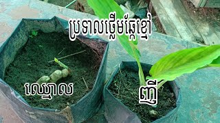 ថ្លើមឆ្កែខ្មៅ ឈ្មោល-ញី មិនងាយដាំដុះ ជាឱសថ ប្រើមួយរយគុន