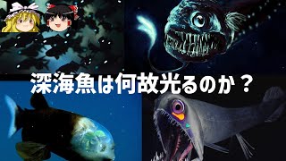 深海魚はなぜ光るのか？【ゆっくり解説】