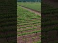 there s nothing quite like a vineyard. farming organicfarming farminglife vineyard