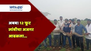 Python News I Buldhana : अबब! 12 फूट लांबीचा अजगर आढळला...| LetsUpp Marathi