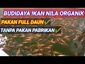 budidaya nila organik tanpa pelet atau pakan pabrikan