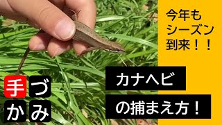 カナヘビの捕まえ方【手づかみ】