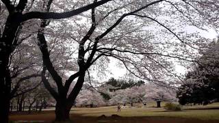 光が丘公園　桜のある風景その1