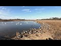 茨城県坂東市「菅生沼」 コハクチョウとオナガガモ 4k swan and pin tailed duck in