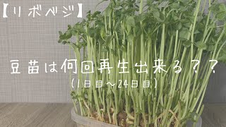 【リボベジ】豆苗は何回再生出来るのか試してみた 1日目〜24日目