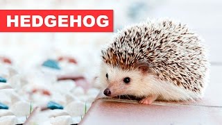 HEDGEHOG – GUIA DA ESPÉCIE