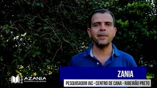 azania conhecimento em cana de açúcar