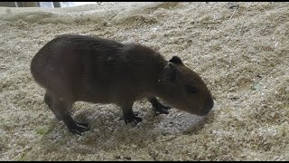 Wasserschwein (Hydrochaeris hydrochaeris) - Capybara - Zoo Vienna