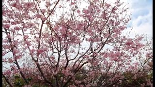 半天岩紫雲寺旁發現一片櫻花林