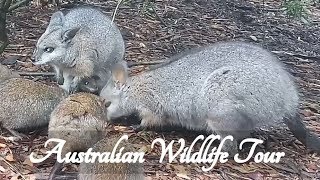 ASMR Australian Wildlife Tour Role Play (featuring kangaroos!)   ☀365 Days of ASMR☀