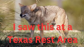 The Wildest Rest Areas in Texas