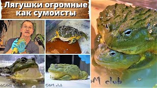 Лягушки, огромные, как сумоисты. Водоносы - успех или провал? Pyxicephalus adspersus