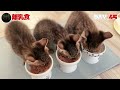 【子猫の離乳食】ロイヤルカナンのムースにカルカンパウチのトッピングうますぎて無言で食べ続けて完食【保護猫生活45日目】