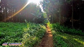 WALKING IN FOREST Relaxation Video 4K Full HD - SOLO HIKING - PART 1