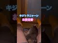 ネコと子ネコとおじさん　お股当番キジトラニャーン　 shorts cat cats ねこ 猫 ねこのいる生活 猫のいる暮らし キジトラ キジトラニャーン