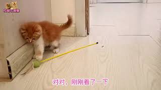 给捡来的小奶猫一根逗猫棒，它的表现让两位资深铲屎官目不转睛