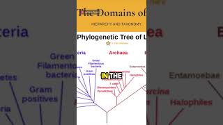 Comparing Prokaryotic and Eukaryotic Cells and 3 Domains of Life