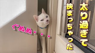 太り過ぎて扉の隙間に顔は入るのに体が挟まって困惑する弟猫