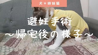 【避妊手術】日帰り手術帰宅後の様子【犬＊姉妹猫】