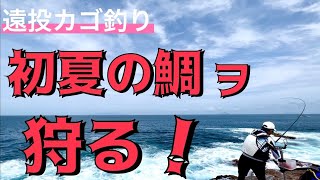 【遠投カゴ釣り】アツくなって来た‼️伊豆釣り、定番のあの鯛が登場♪